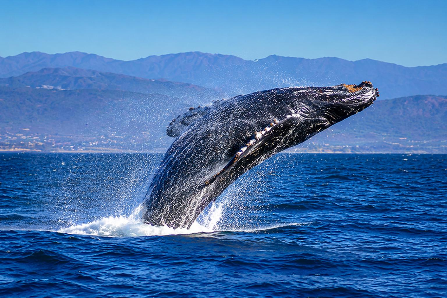 WW-Whale-Jumping